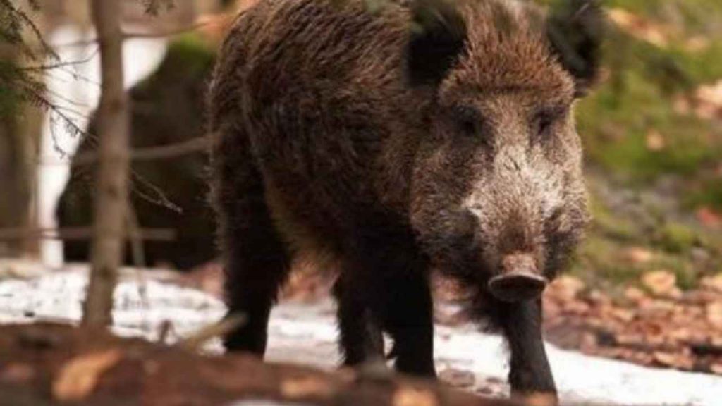 Cinghiale lo carica, uomo di 92 anni molto grave: non ha più un braccio e una gamba