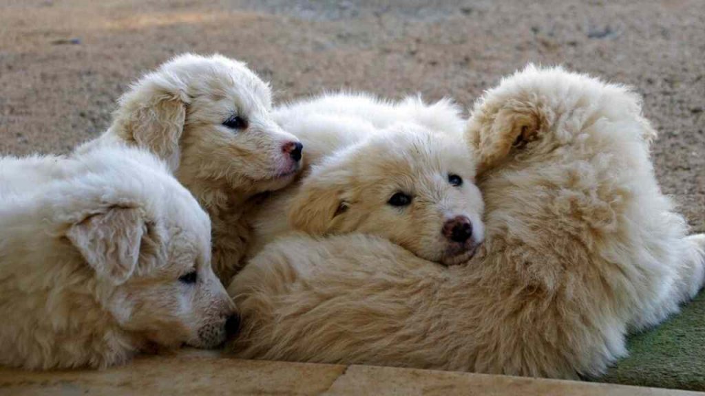 Cuccioli abbandonati in campagna col nastro adesivo sul muso, uno muore di stenti: due persone indagate
