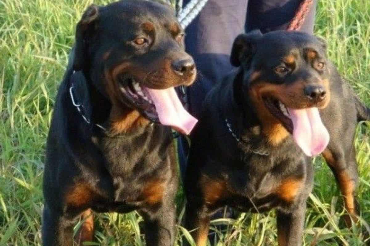 Morta sbranata dai cani, racconto shock della figlia Uno strazio, mi diceva 'non respiro' - meteoweek.com