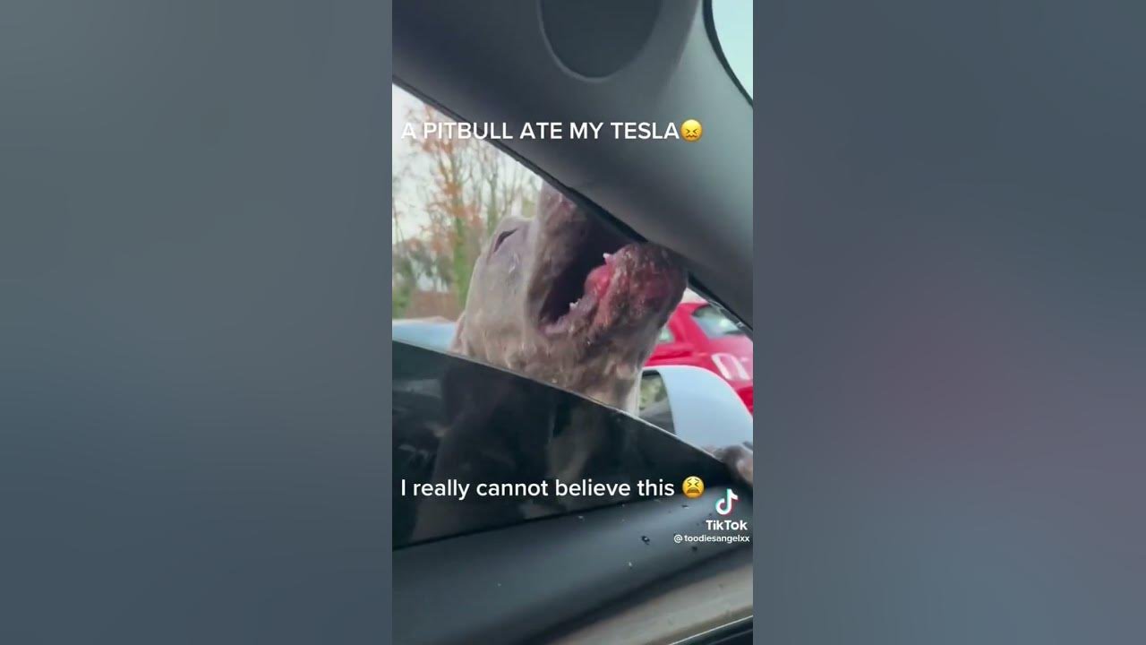 pitbull mastica auto