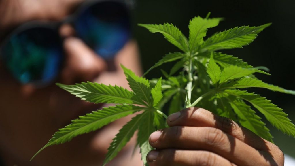 Legalizzazione cannabis: la proposta di Verdi e Sinistra italiana